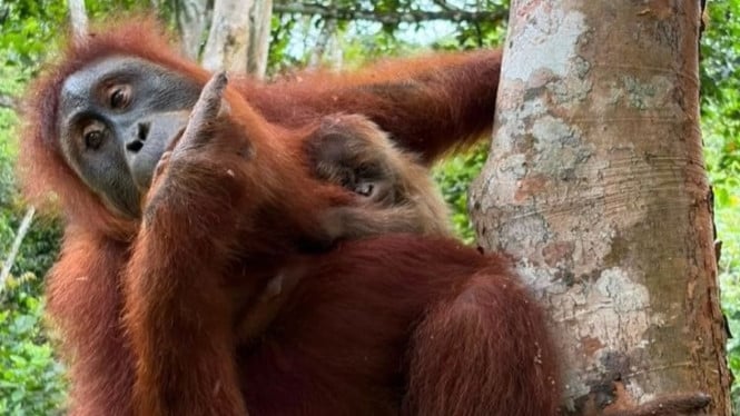 Dari Perdagangan Ilegal Hingga Ibu: Orangutan Wenda Berhasil Melahirkan di Pusat Konservasi Aceh