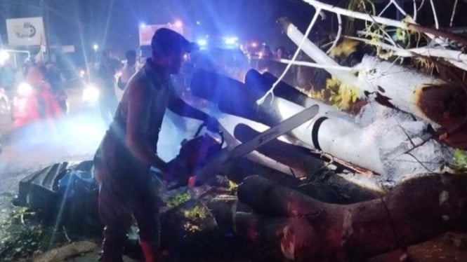 Tragedi Jalanan Nasional: Tujuh Nyawa Melayang Tertimpa Pohon Besar di Pidie Aceh
