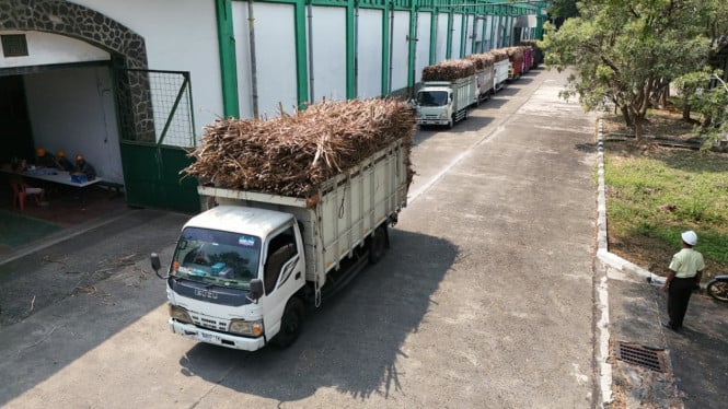 Pabrik Gula Tjepiring Perkuat Jaminan Beli Tebu Petani untuk Capai Target Swasembada Nasional