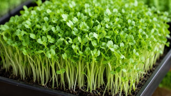 Microgreens: Peluang Bisnis Urban Farming dengan Siklus Panen 2 Minggu dan Margin Keuntungan Menjanjikan