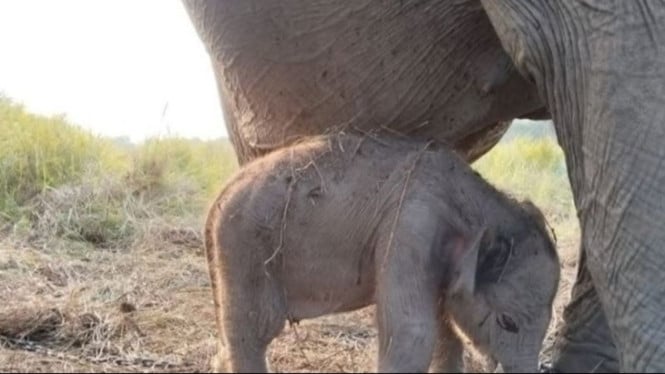 Lahirnya Anak Gajah Sumatera di Hari Kemerdekaan RI, Simbol Harapan Konservasi Satwa Langka
