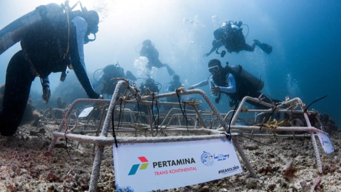 Pertamina Trans Kontinental Komitmen Jaga Kelestarian Laut Sulawesi Utara Melalui Program Keberlanjutan Ekosistem Bahari