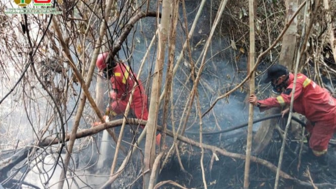 Sumatera dalam Ancaman: 733 Hotspot Terdeteksi, Sumsel Jadi Episentrum Krisis Kebakaran Hutan