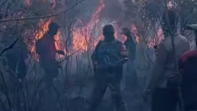 Kebakaran Hutan Way Kambas Meluas, Akses Jalan Terhambat Upaya Penyelamatan Ekosistem Lampung