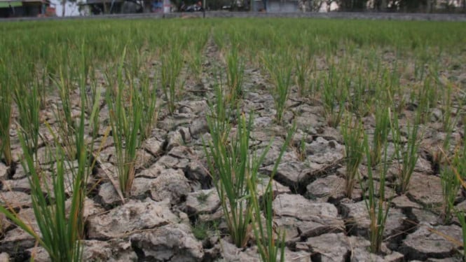 Krisis Air Mengancam Produktivitas Pertanian di Bandung, Pemkab Bergerak Cepat Antisipasi Bencana Kekeringan