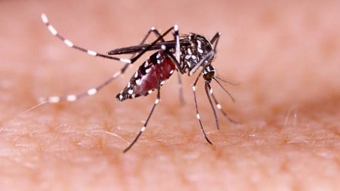 AS Naikkan Status Kewaspadaan Kesehatan Perjalanan ke Bali Akibat Penyebaran Virus Zika