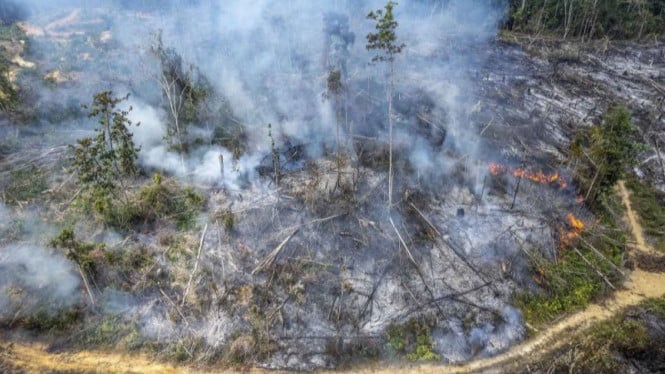 Badan Penanggulangan Bencana Nasional Kerahkan Strategi Komprehensif untuk Memadamkan Kebakaran Hutan di Kalimantan