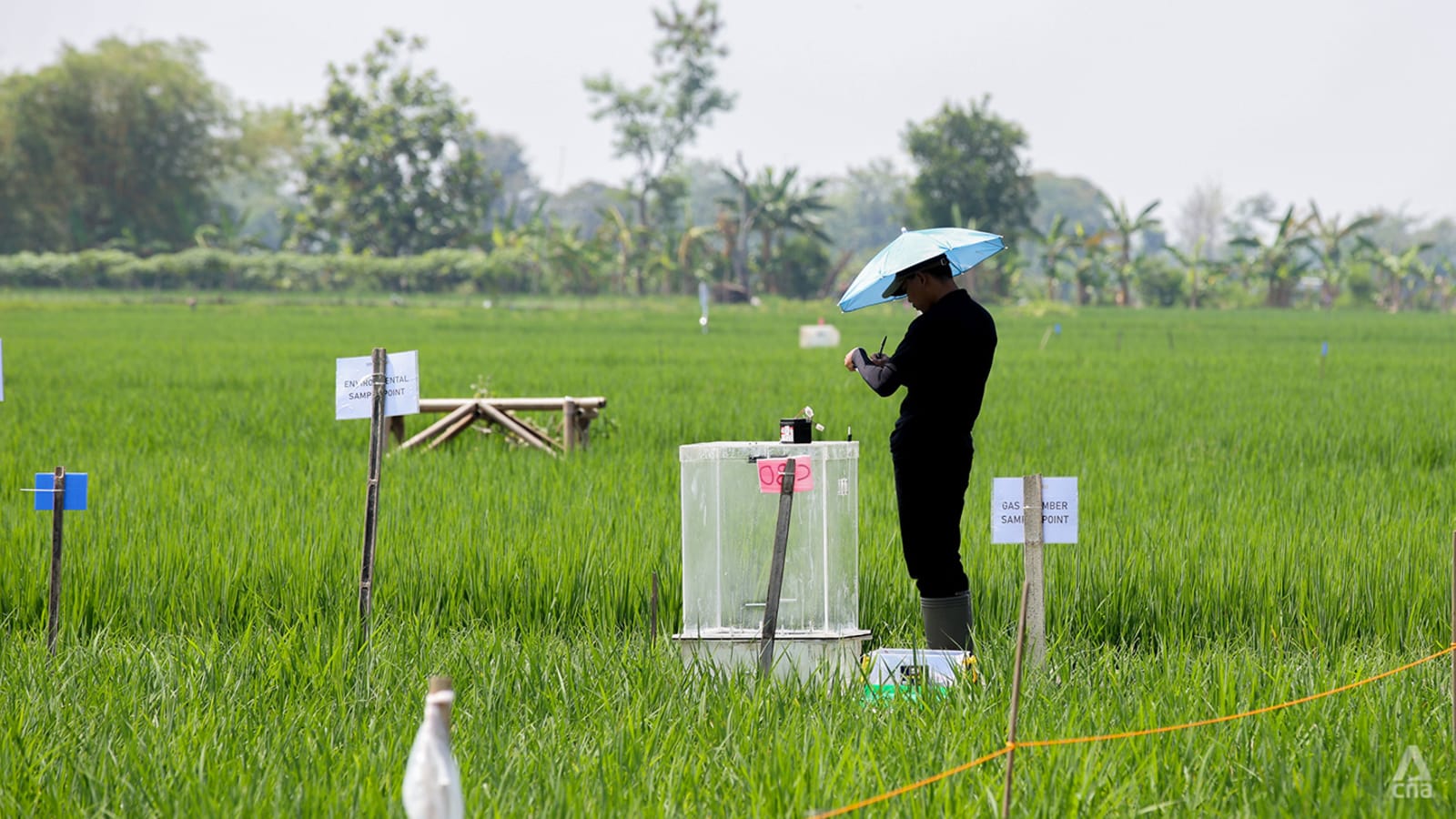 Inovasi Pertanian Berkelanjutan: Singapura Kembangkan Teknologi Ramah Lingkungan untuk Peningkatan Produksi Beras Indonesia
